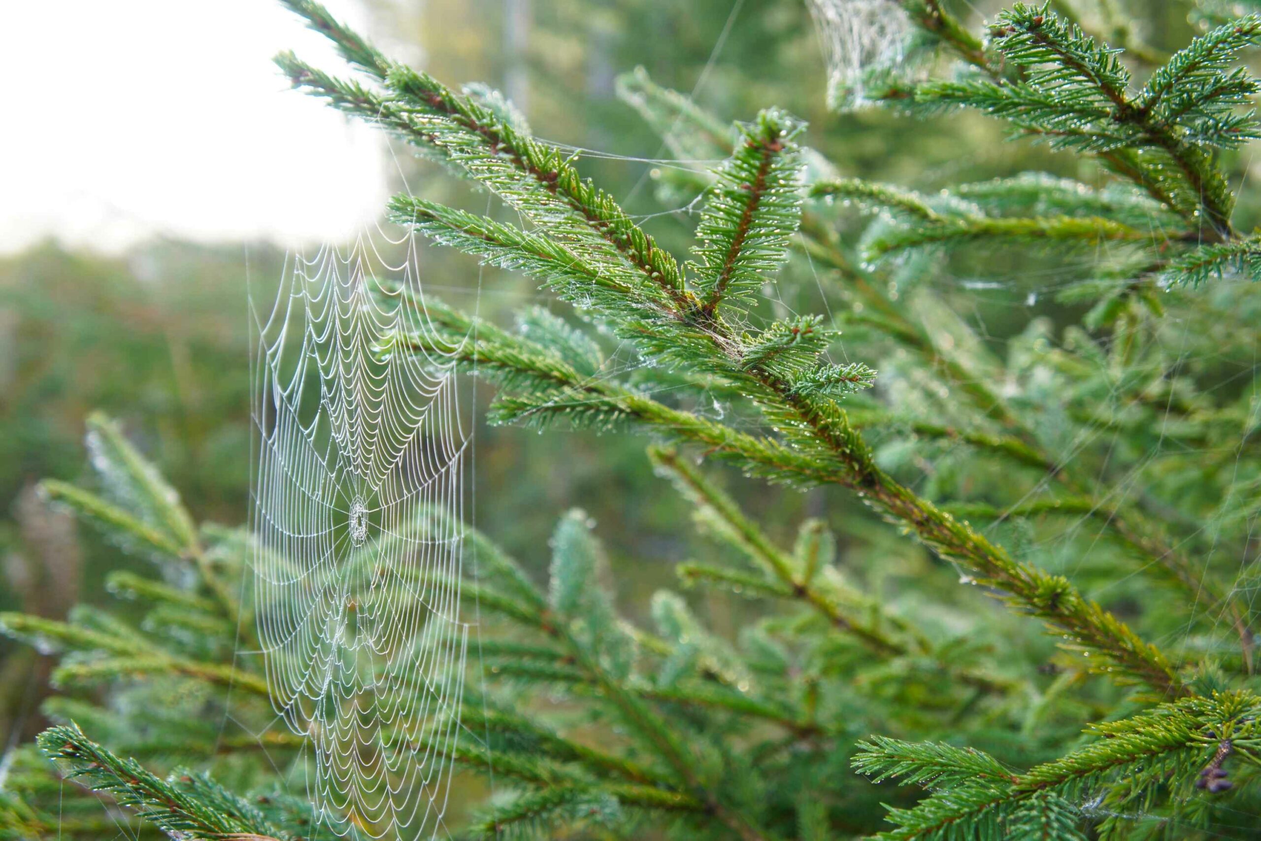 Tela de araña en una rama de árbol